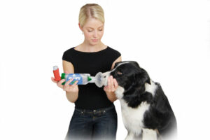 AeroDawg für Hunden - Bei chronischer Bronchitis