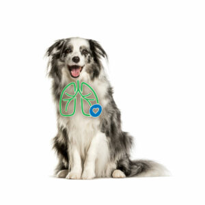 AeroDawg für Hunden - Bei chronischer Bronchitis